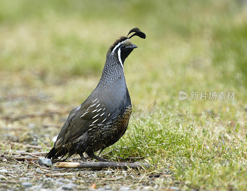 加州鹌鹑 - Callipepla californica